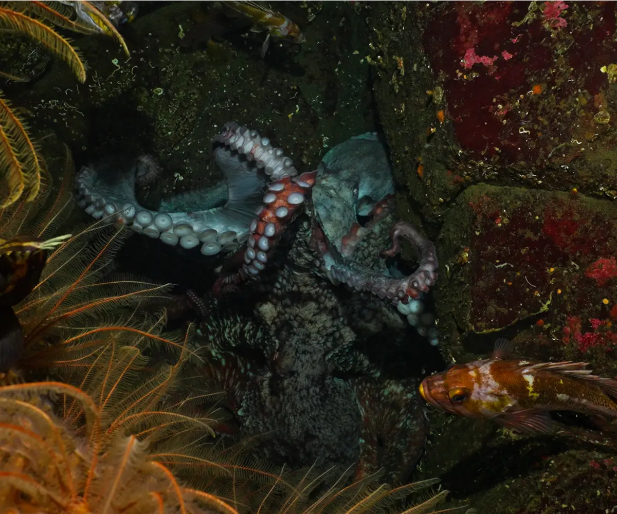 Giant Pacific octopus filmed in its natural underwater habitat along the coast of British Columbia