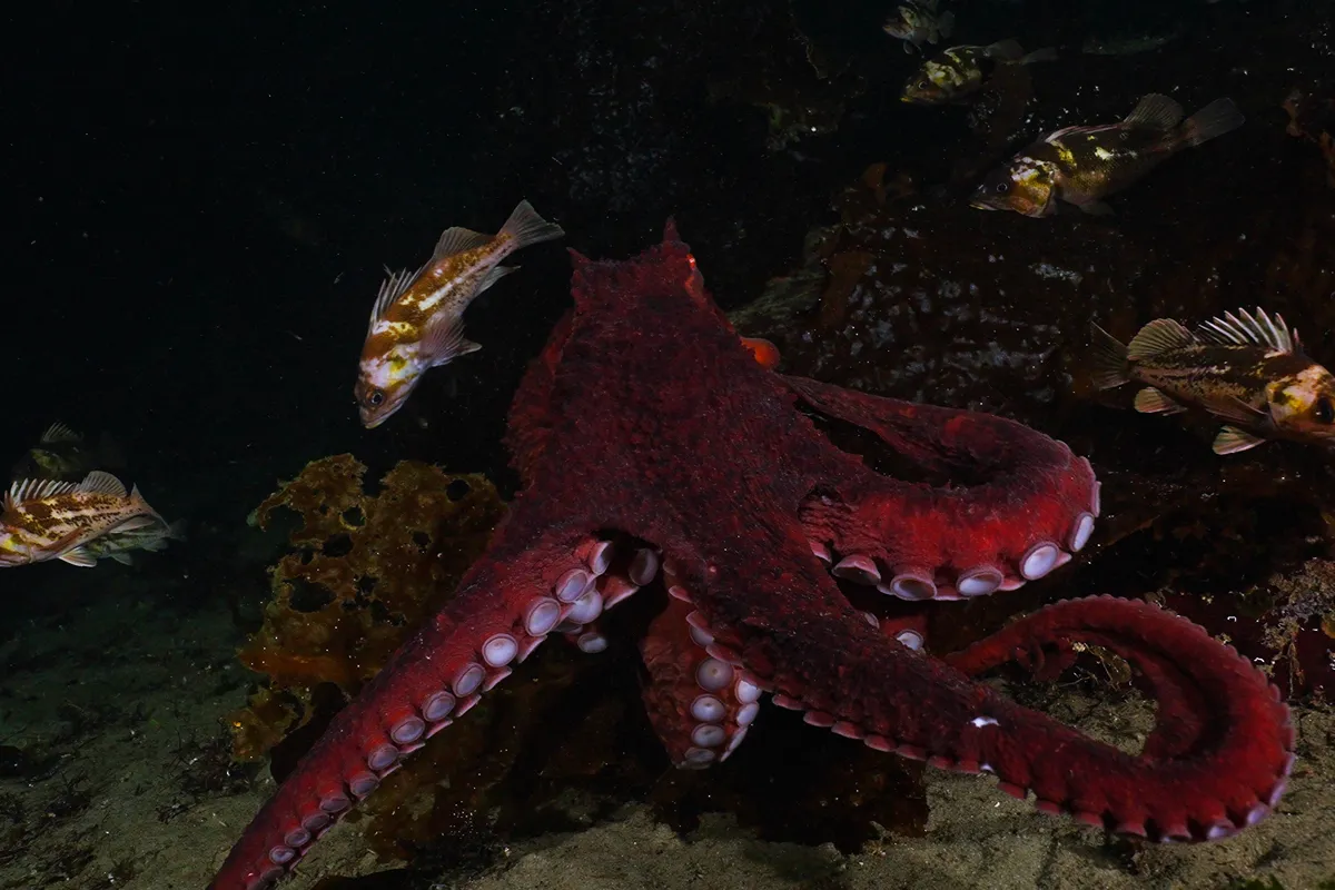 Giant Pacific octopus filmed underwater in British Columbia