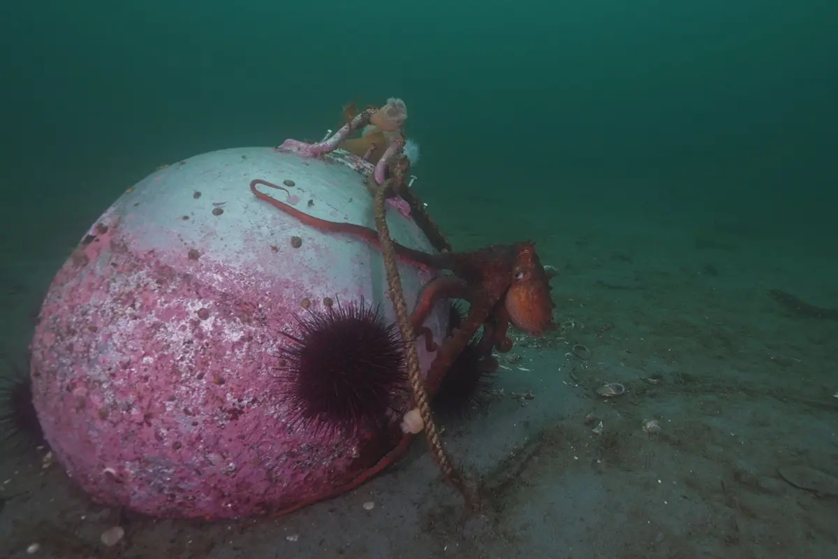 Giant Pacific octopus filmed underwater in British Columbia, Volume I footage collection