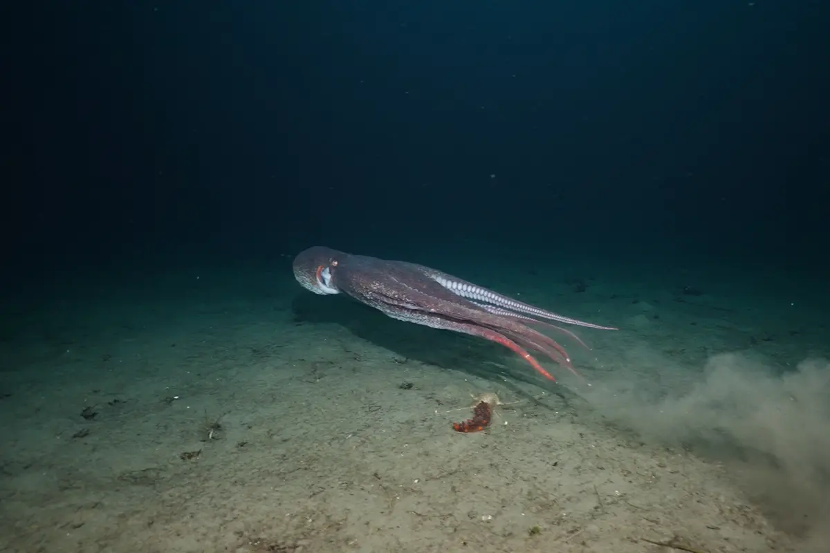 Close-up giant Pacific octopus underwater footage, Volume II collection