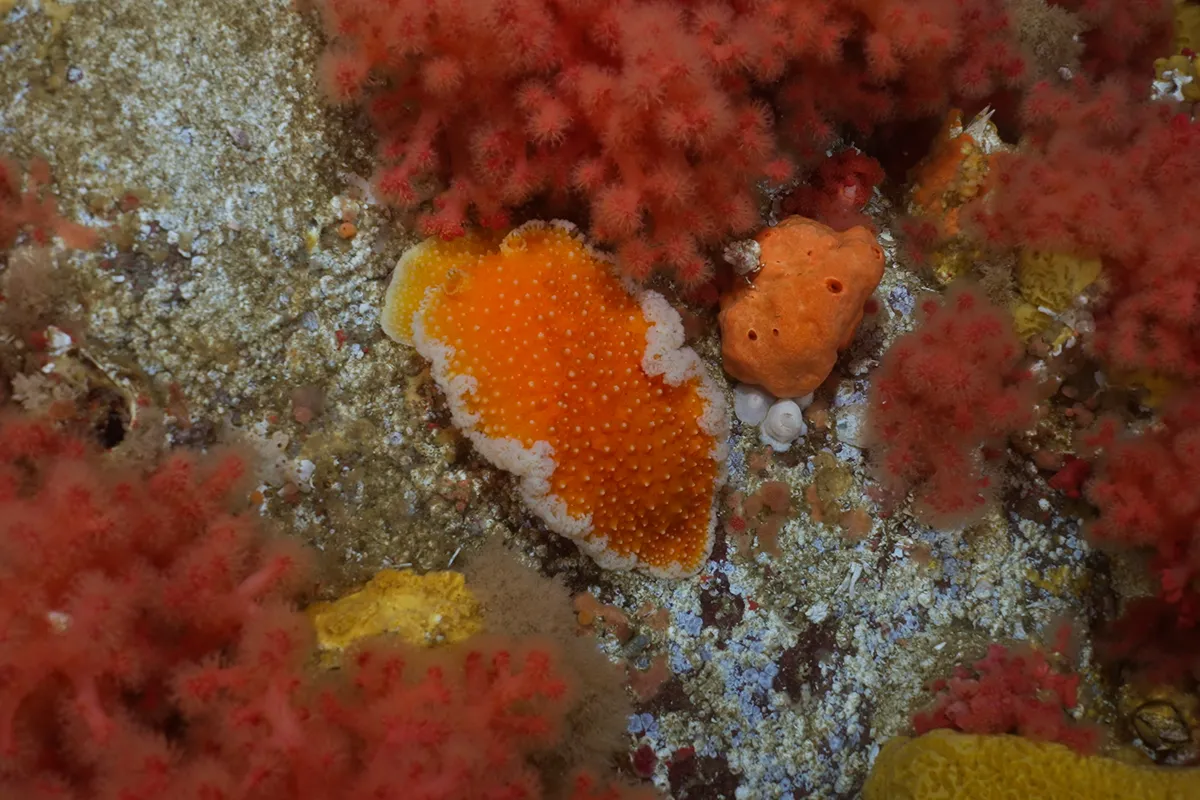 Orange peel nudibranch filmed in the waters near Port McNeill