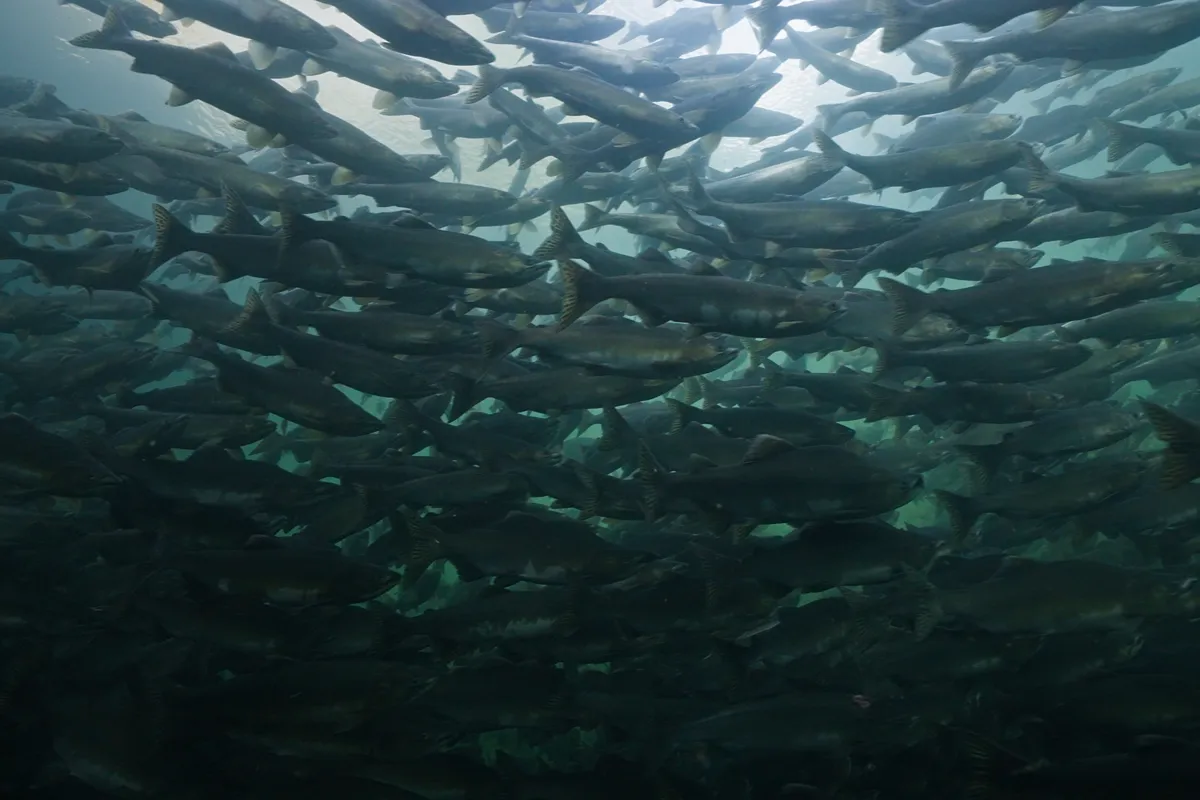 Pacific salmon gathering in a British Columbia river during spawning season
