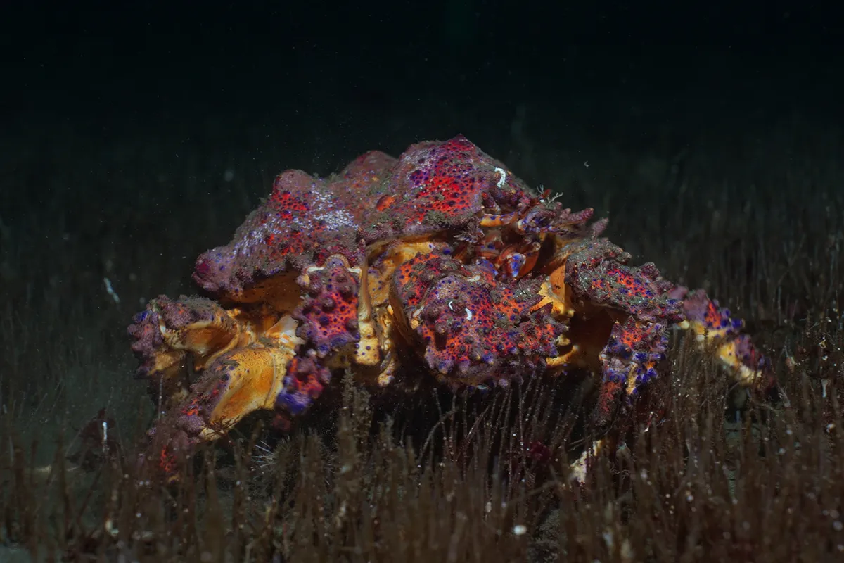 Crabs and crustaceans filmed underwater in British Columbia