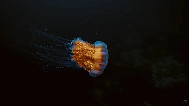 Marine life filmed among the underwater reefs of Browning Passage, British Columbia