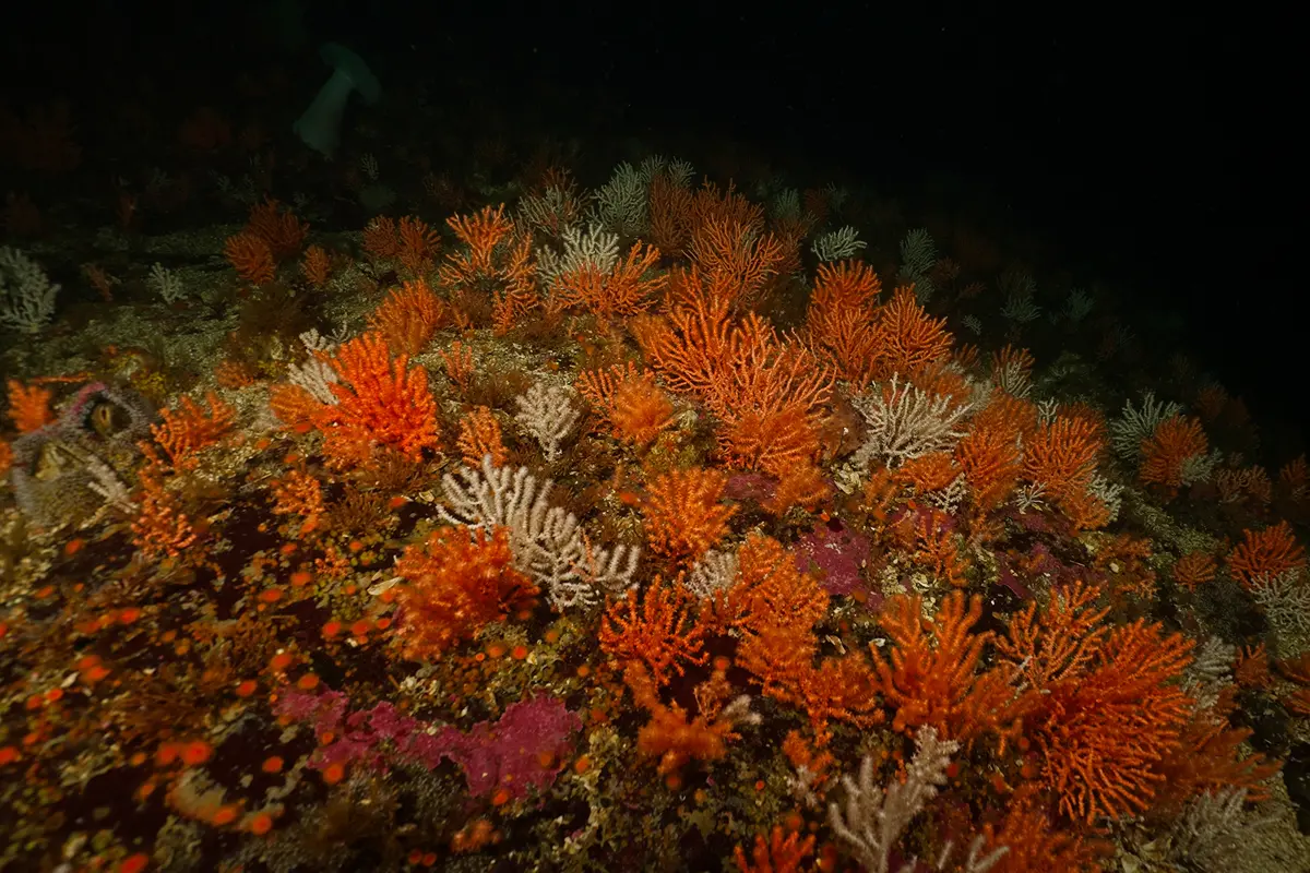 Colourful cold-water reefs and marine invertebrates in British Columbia