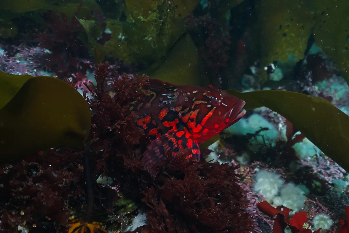 Lingcod resting among rocky reef habitat in British Columbia