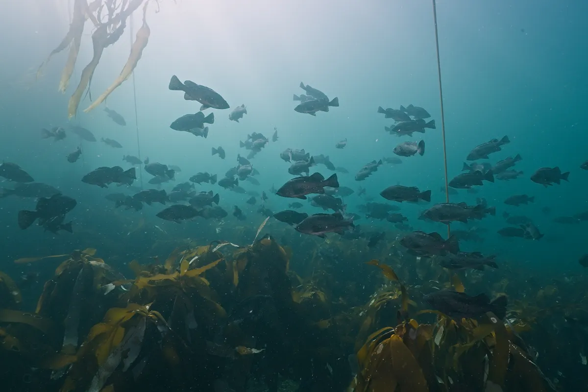 Colourful Pacific rockfish swimming beside a rocky reef in British Columbia