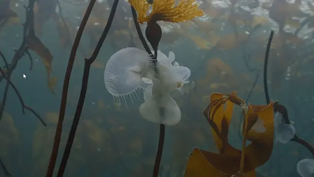 Marine life of the Salish Sea underwater