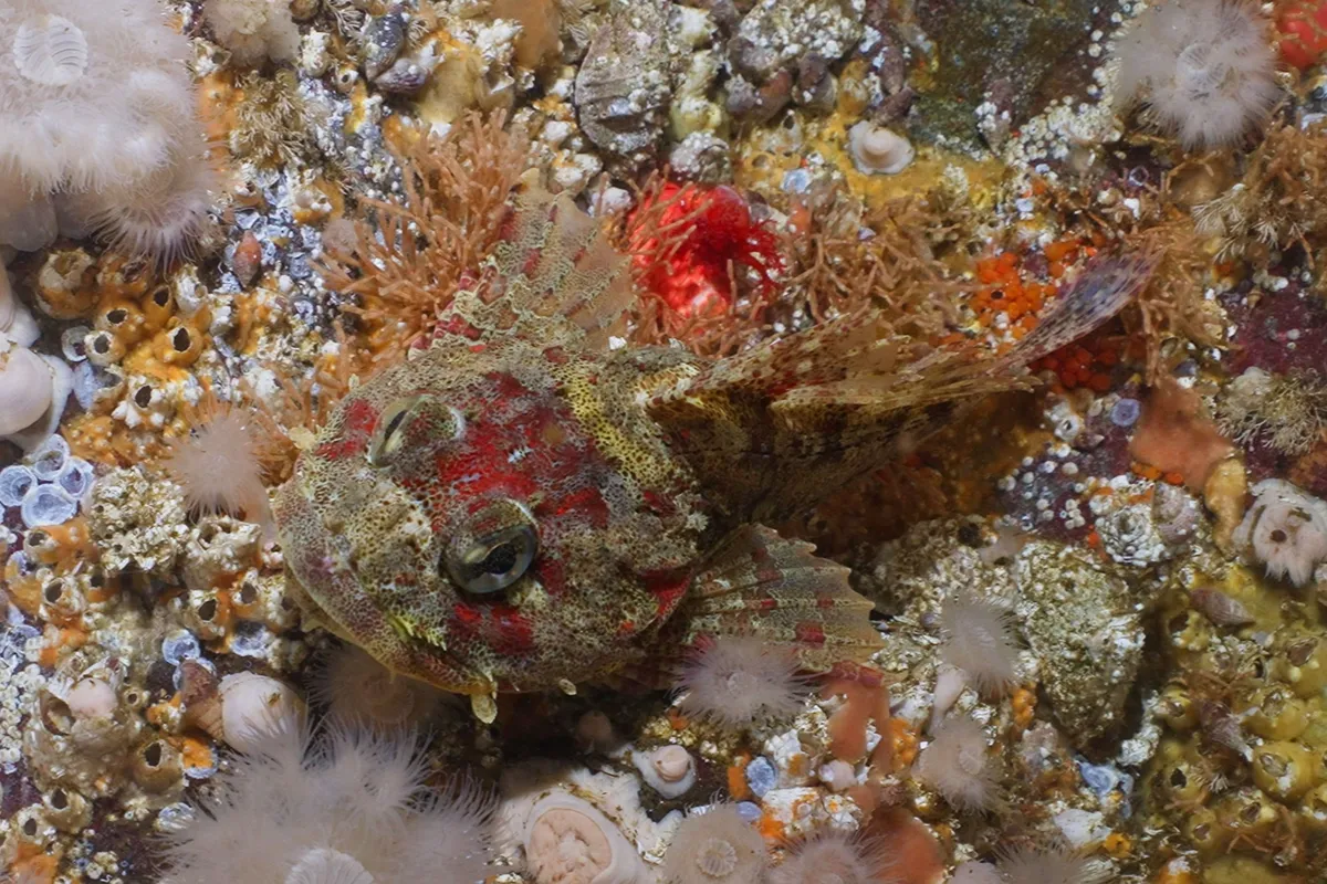 Camouflaged cabezon or sculpin resting among rocks and marine life
