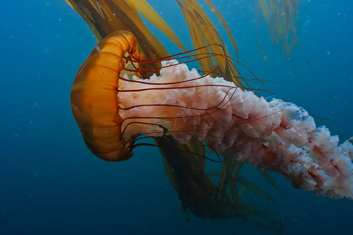 Sea nettle jellyfish with trailing tentacles in British Columbia waters