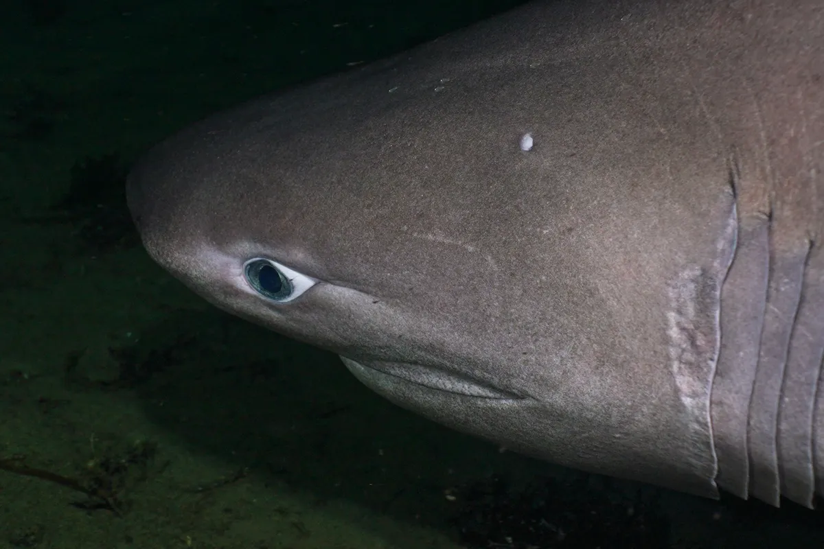 Bluntnose sixgill shark swimming underwater in British Columbia