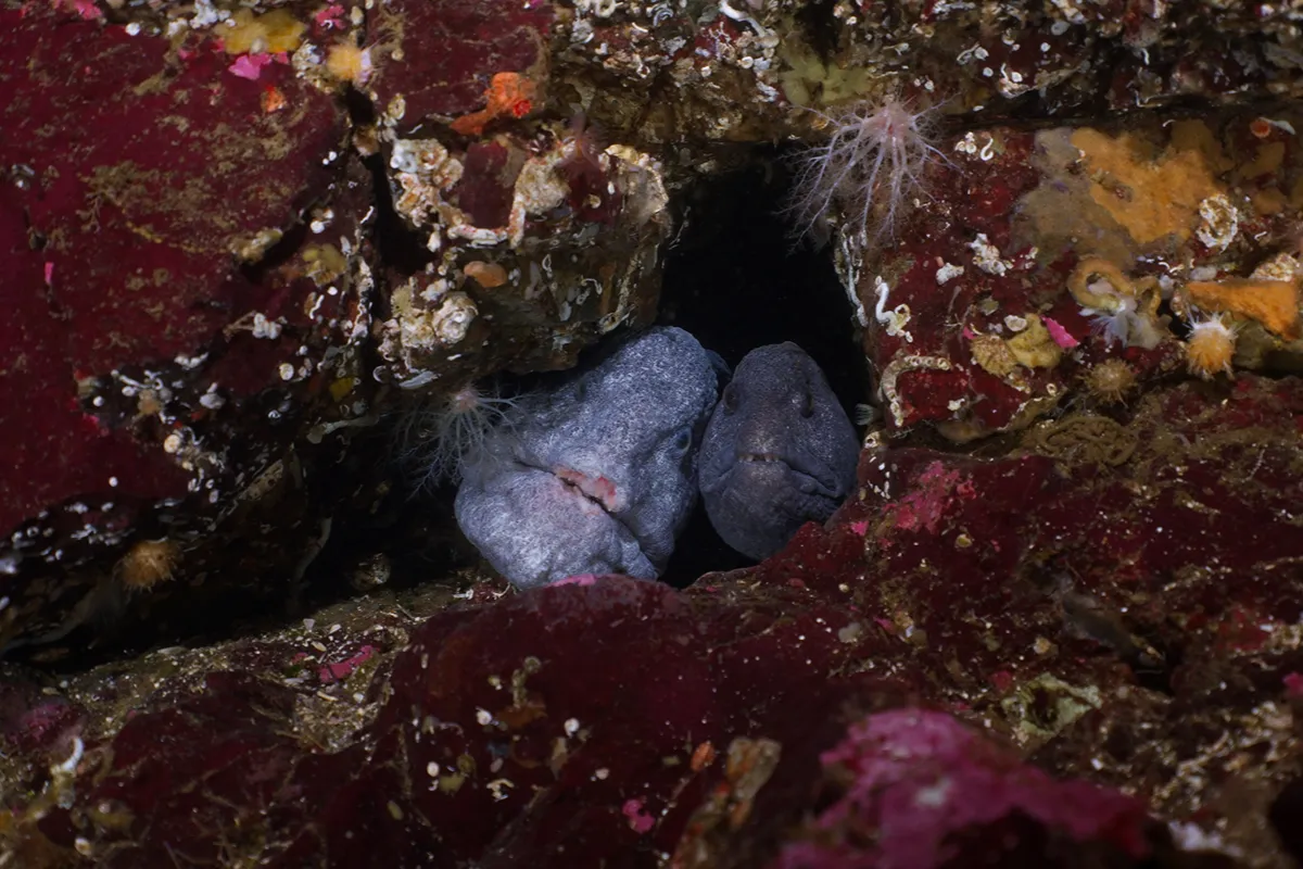 Wolf eel emerging from a rocky den in the coastal waters of British Columbia
